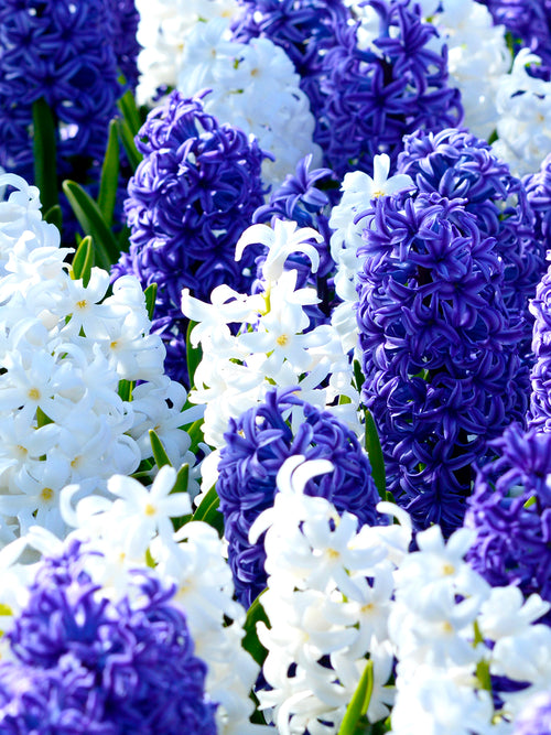 White and Blue Hyacinth Bulbs DutchGrown 