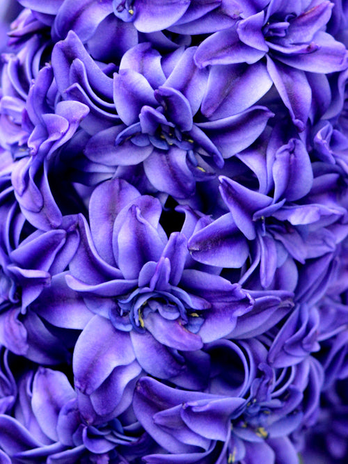 Hyacinth Royal Navy close up double florets
