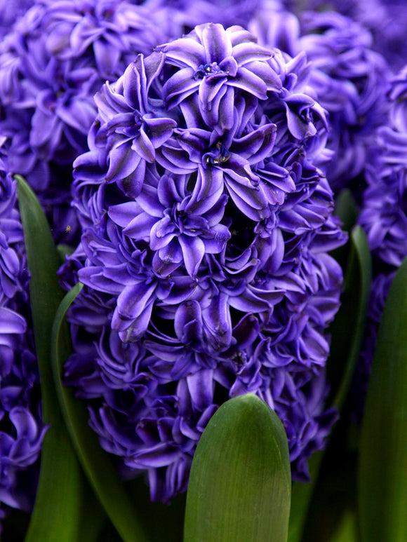 Hyacinths Royal Navy