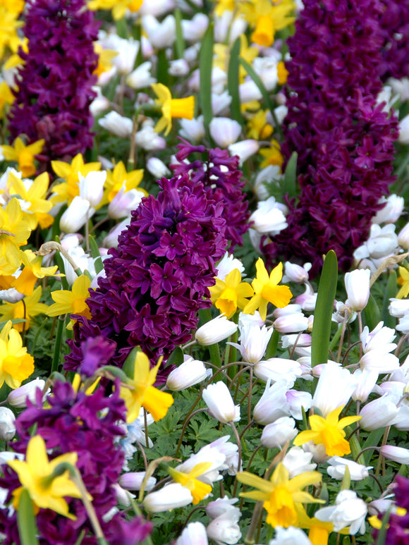 Hyacinth Bulbs Woodstock Purple