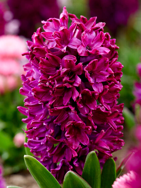 Hyacinth Woodstock Purple
