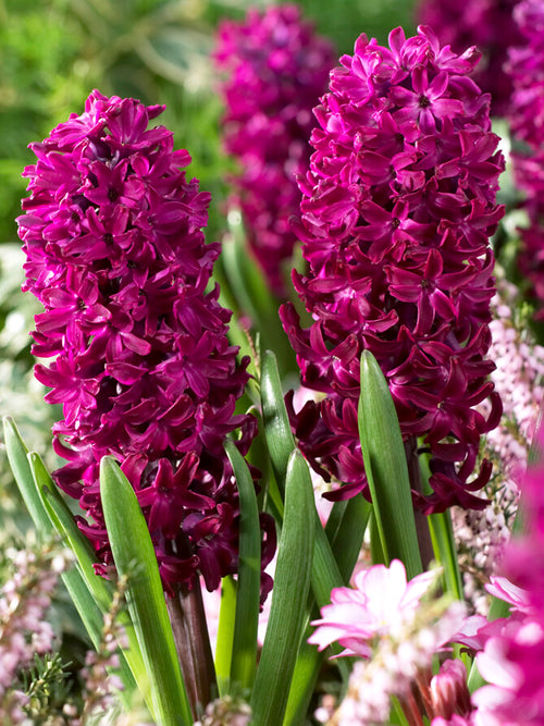 Bulbs Hyacinth Woodstock Purple in the garden