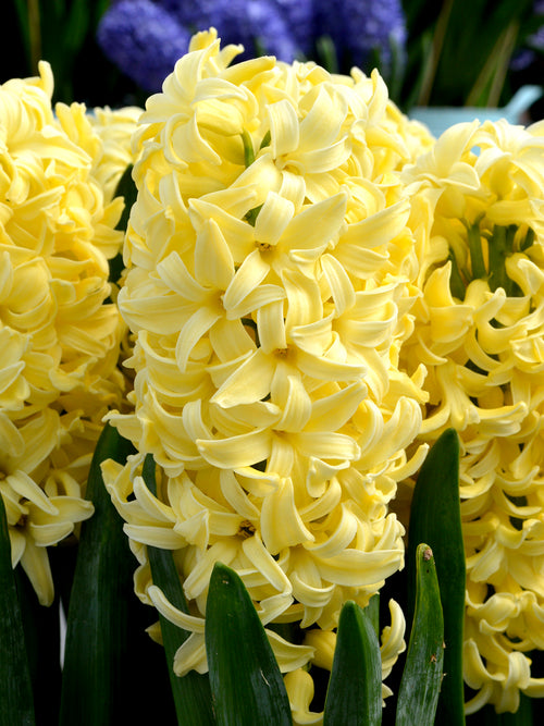 Hyacinth Yellow Queen Flower Bulbs