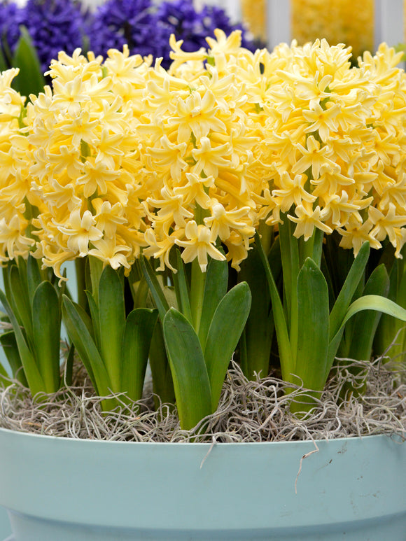 Yellow Hyacinth Queen Flower Bulbs USA