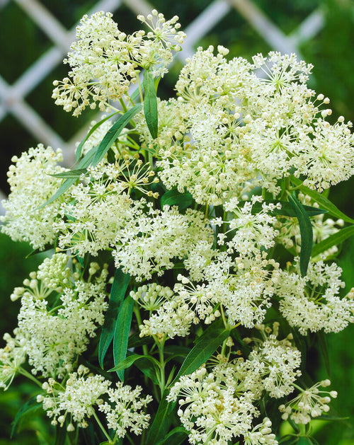 Ice Ballet Asclepias Swamp Milkweed