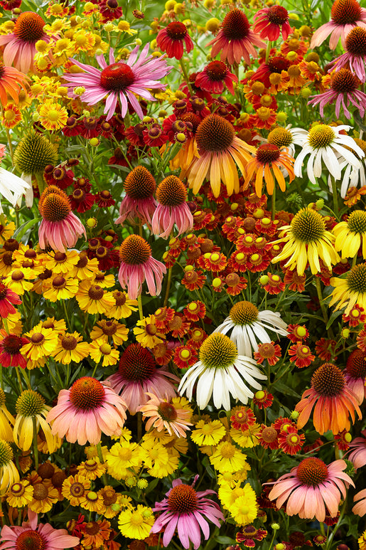 Indian Summer Mix Echinacea Helenium