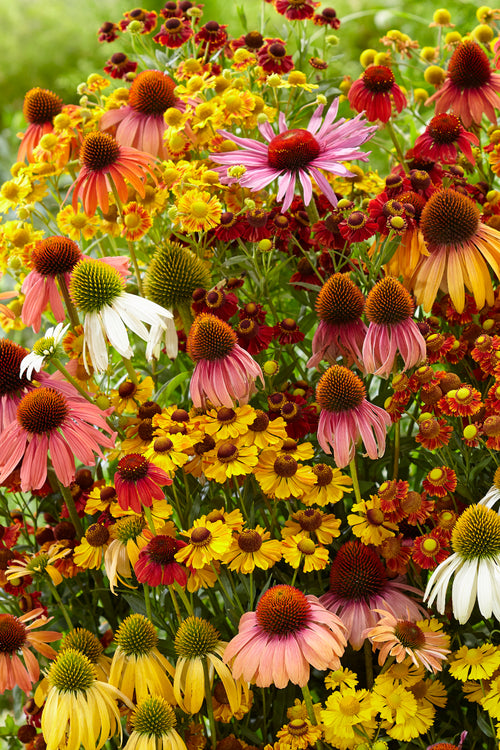 Echinacea Helenium Indian Summer Mix