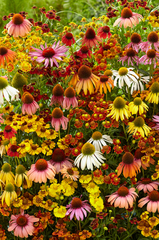 Indian Summer Mix Echinacea Helenium