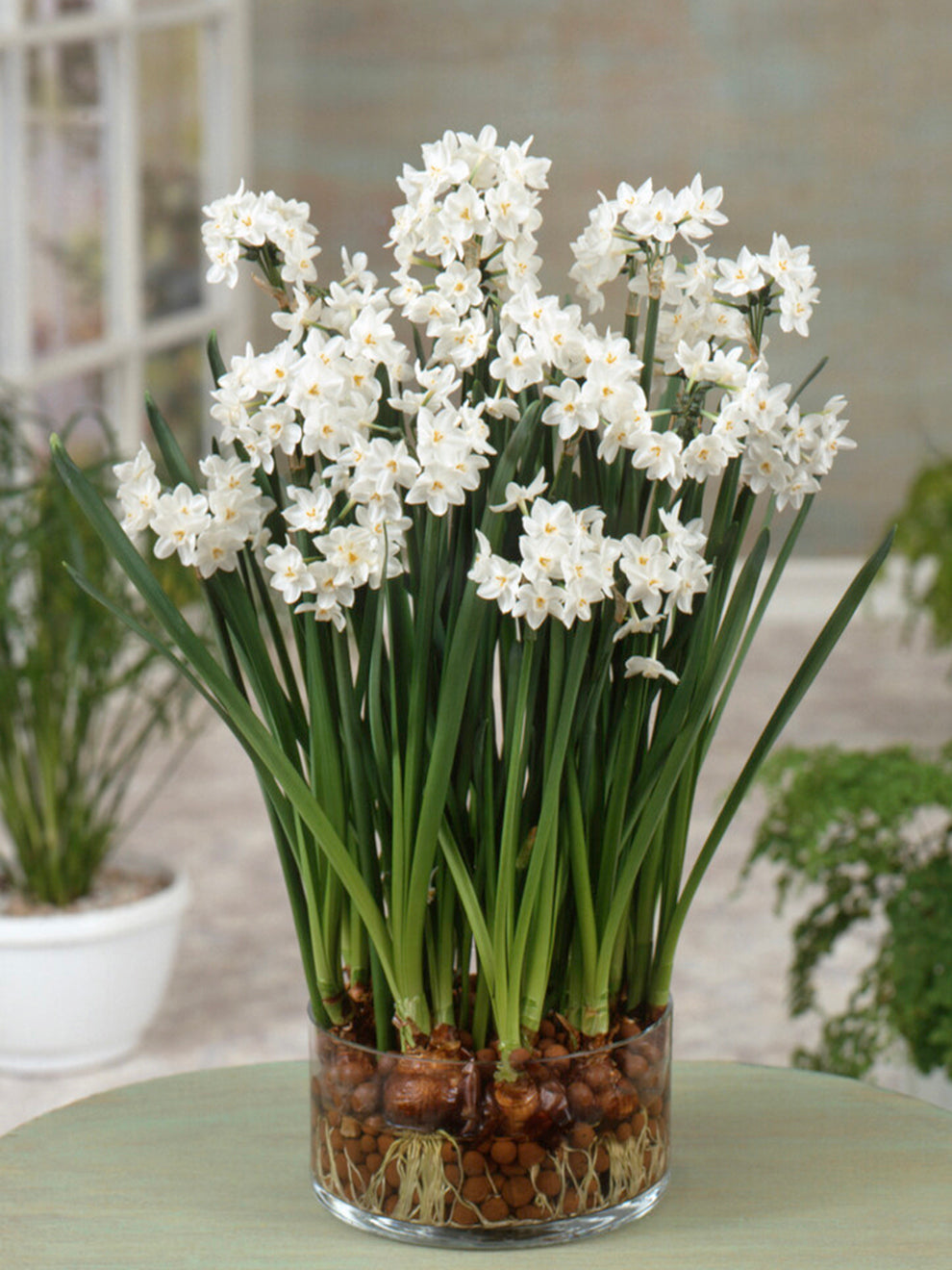 Ziva Paperwhite Bulbs, Narcissus