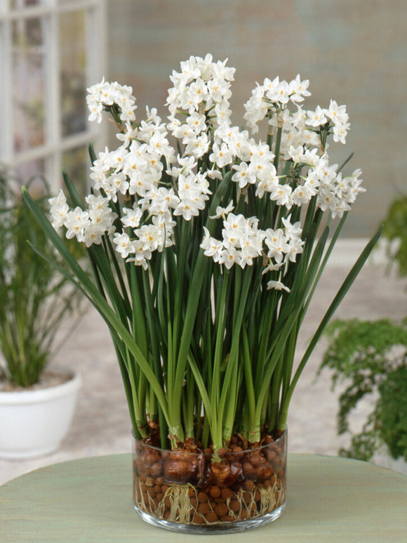 Indoor Narcissus Paperwhites Ziva