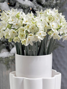 Indoor Narcissus Paperwhites (Ziva)