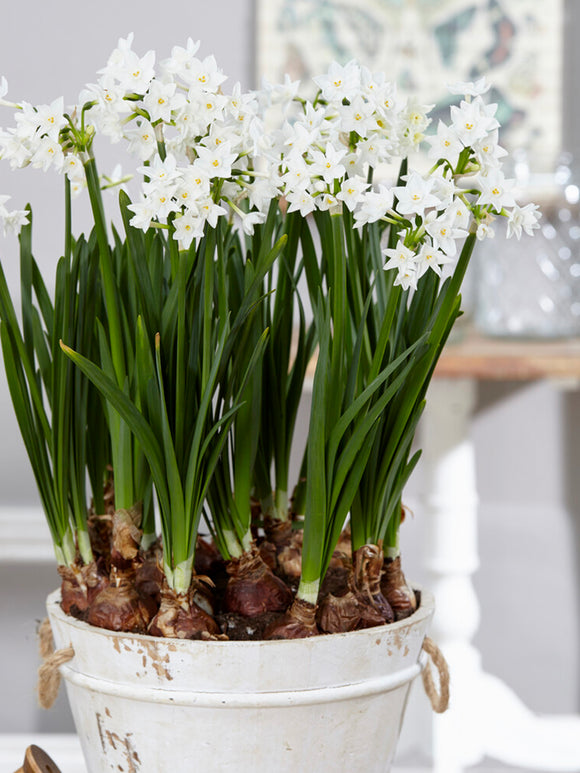 Indoor Narcissus for the Holidays, Paperwhite Ziva Narcissus Bulbs