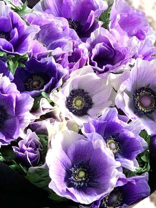 Buy Italian Anemone Mistral Azzurro