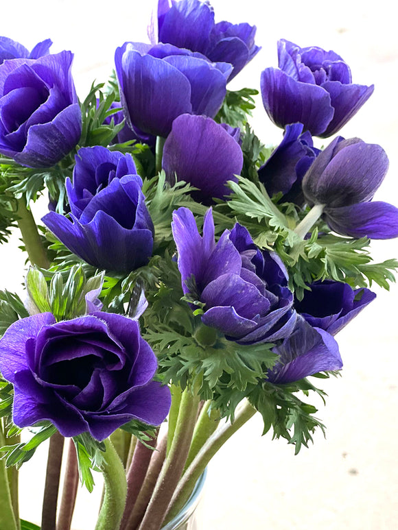 Buy Italian Anemone Mistral Blue Bulbs