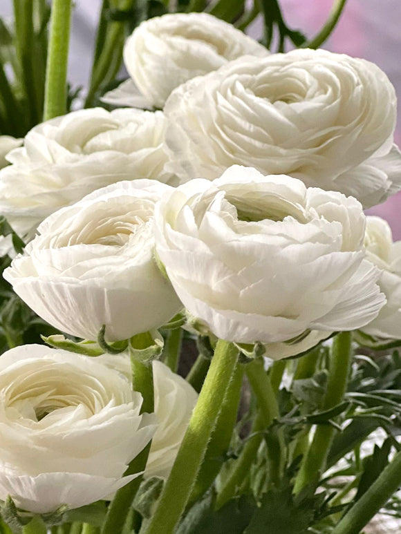 Italian Ranunculus Elegance Bianco