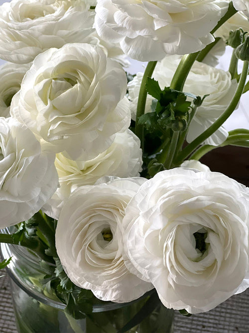 Elegance Bianco - Italian Ranunculus