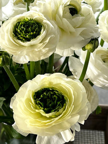 Italian Ranunculus Elegance Festival Bianco
