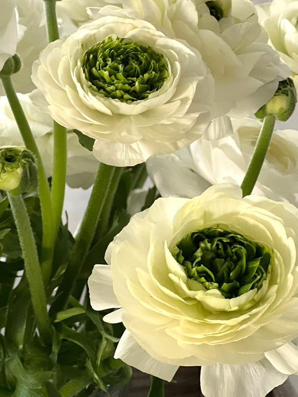 Ranunculus Bulbs - Italian Ranunculus Elegance Festival Bianco