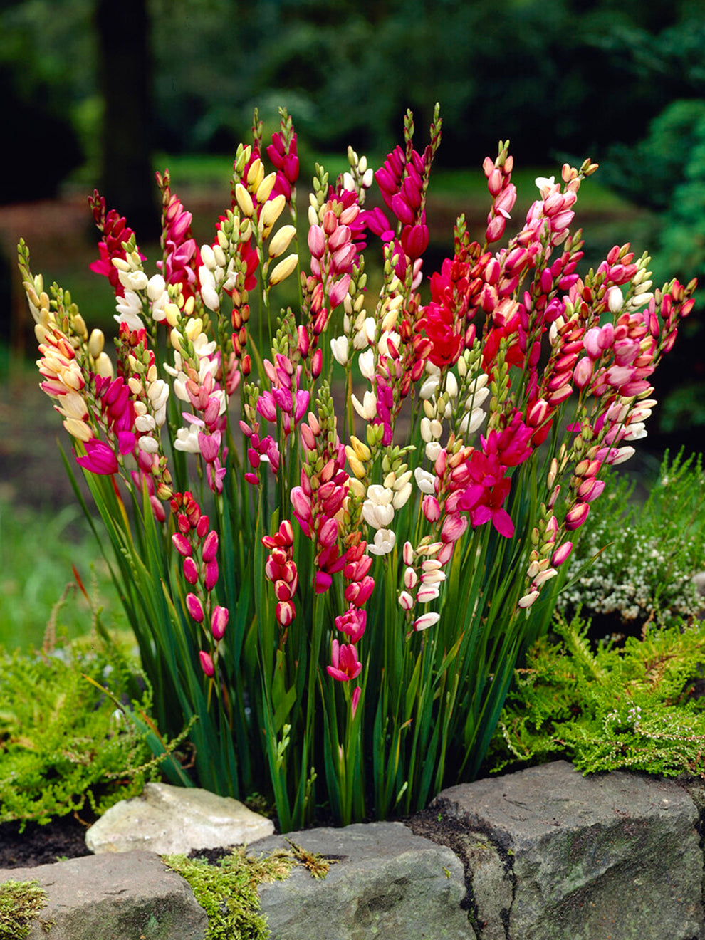 Ixia Color Ixia Mixed | DutchGrown™ | Order Online Top Quality Ixia Bulbs