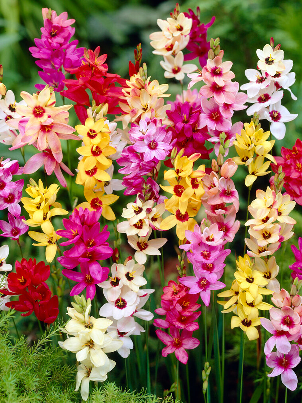 Ixia Color Ixia Mixed | DutchGrown™ | Order Online Top Quality Ixia Bulbs
