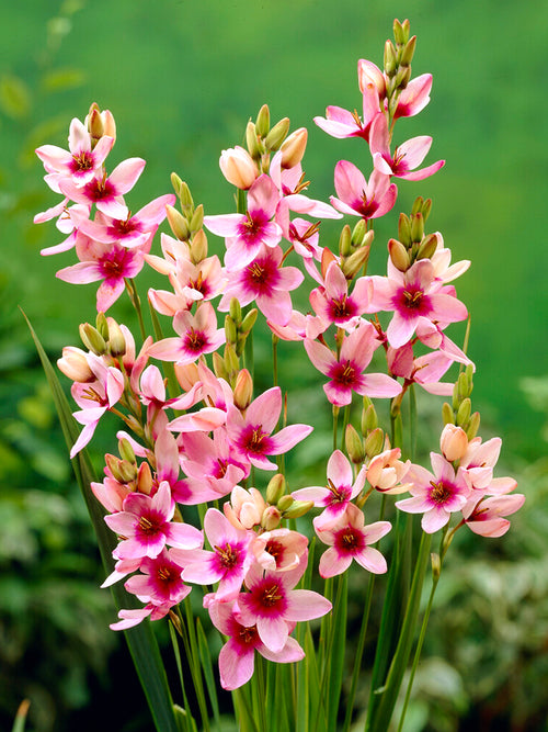 Ixia Pink - Fall Planted Flower Bulbs