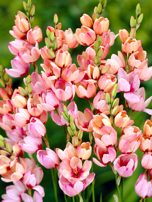 Ixia Pink - DutchGrown Fall Planted Flower Bulbs