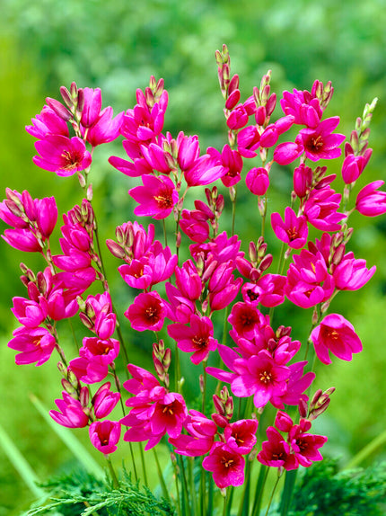 Ixia Color Ixia Bulbs For Sale | Grow Top-Quality Ixia Flowers Today