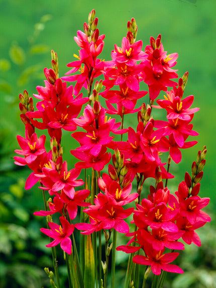 Ixia Color Ixia Bulbs For Sale | Grow Top-Quality Ixia Flowers Today