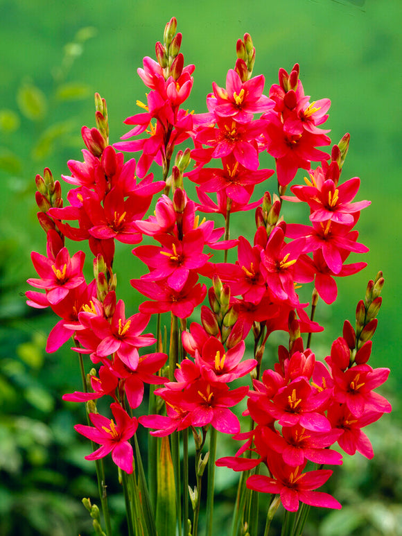 Ixia Red - Fall Planted Flower Bulbs
