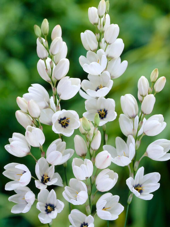 Ixia White - Fall Planted Flower Bulbs