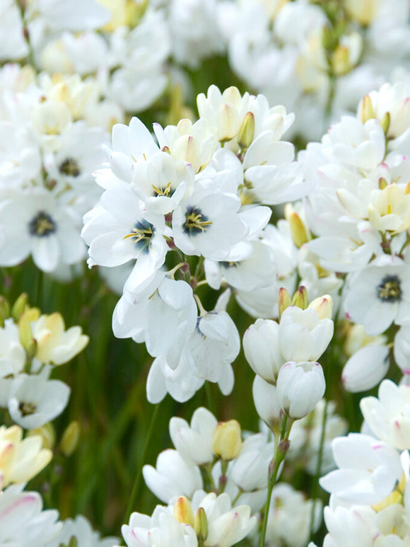 Ixia White - Fall Planted Flower Bulbs Cut Flowers