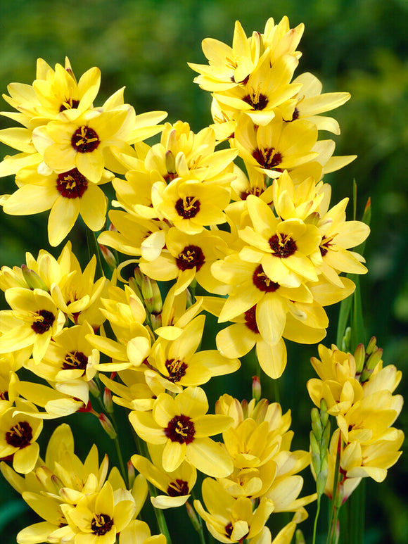 Ixia Yellow - Fall Planted Flower Bulbs