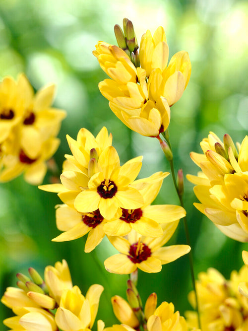 Ixia Yellow - Fall Planted Flower Bulbs Cut Flower