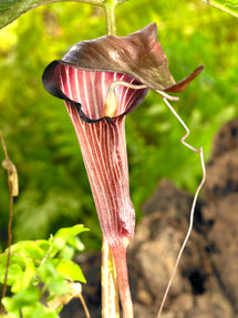 Arisaema Speciosum Magnificum (Cobra Lily)