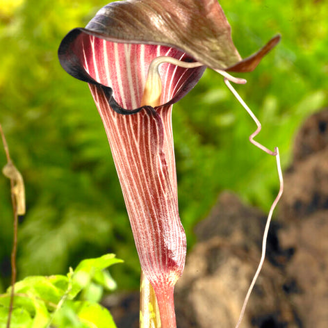 Arisaema Speciosum Magnificum Cobra Lily