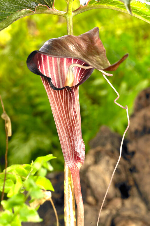 Arisaema Speciosum Magnificum Cobra Lily