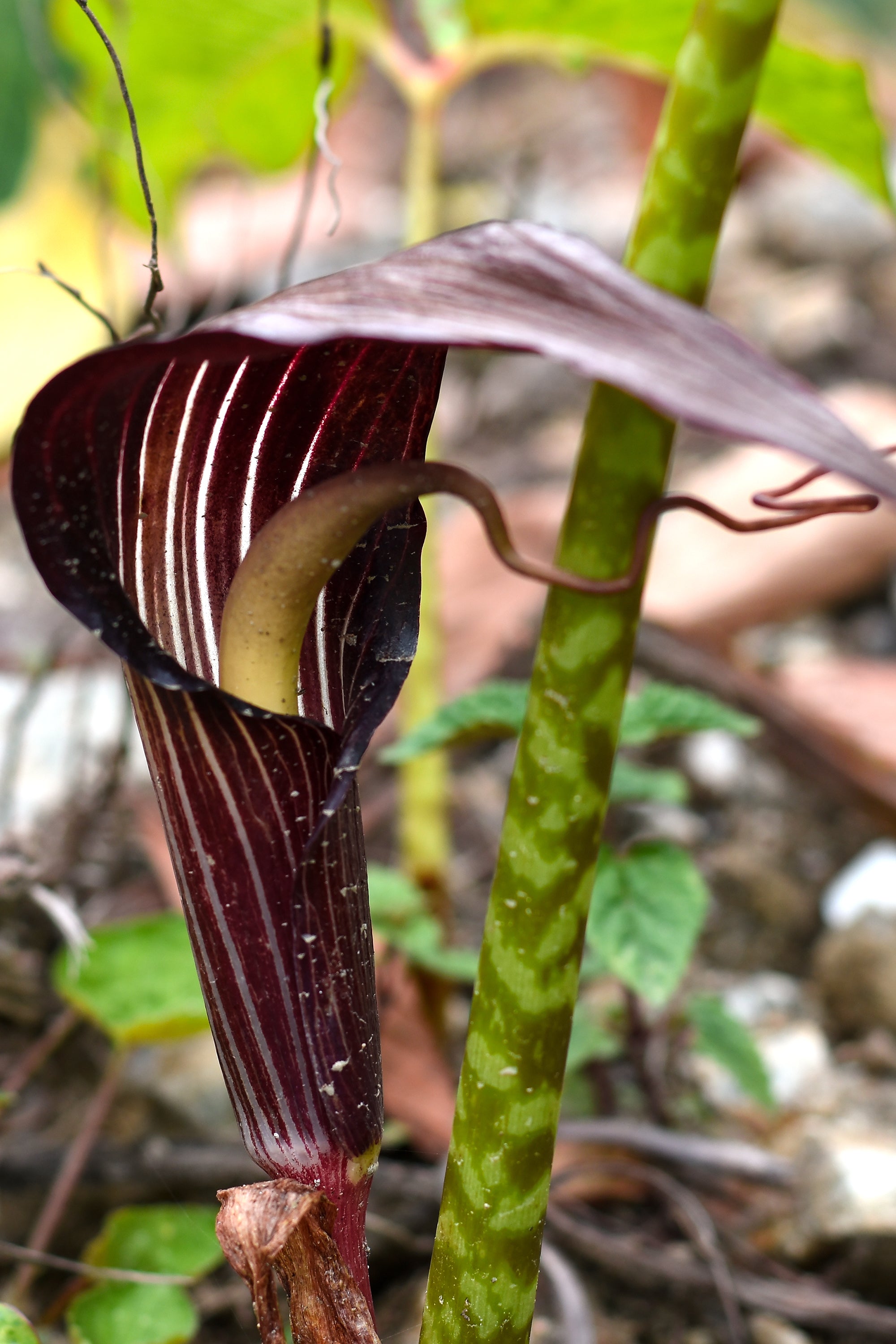 arisaema speciosum snake plant Arisaema (Cobra Lily, Jack in the Pulpit) Bulbs