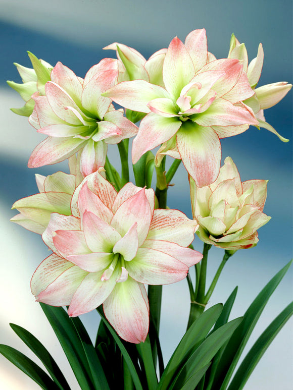 Jumbo Double Amaryllis Amadeus Candy