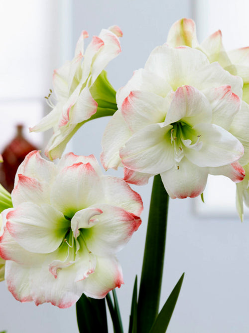 Jumbo Double Amaryllis Amadeus Candy