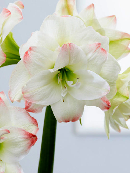 Jumbo Double Amaryllis Amadeus Candy