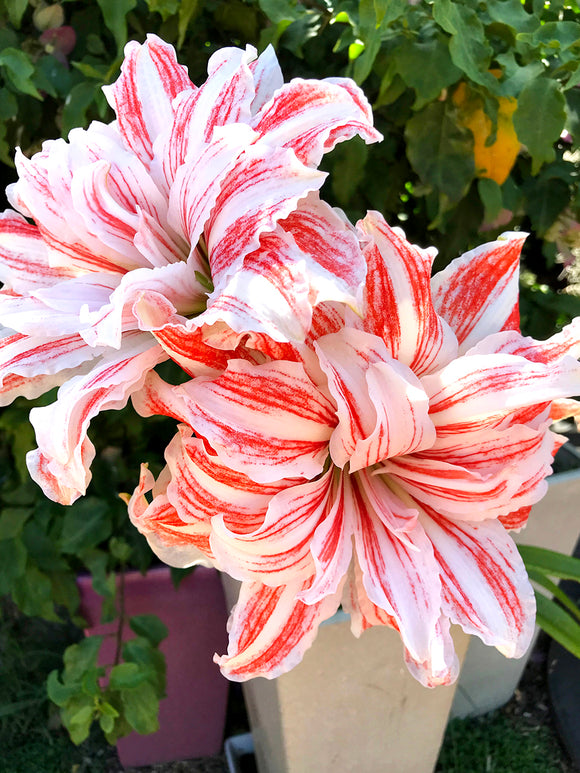 Jumbo Double Amaryllis Dancing Queen Bulbs