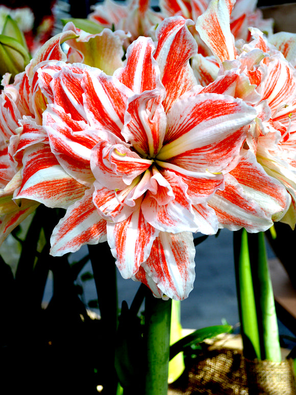 Double Amaryllis Dancing Queen