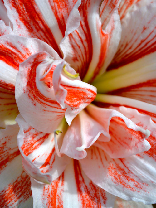 Jumbo Double Amaryllis Dancing Queen Bulbs close up