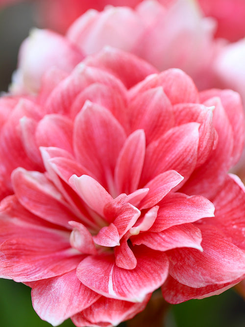 Jumbo Double Amaryllis Double Dream - Pink