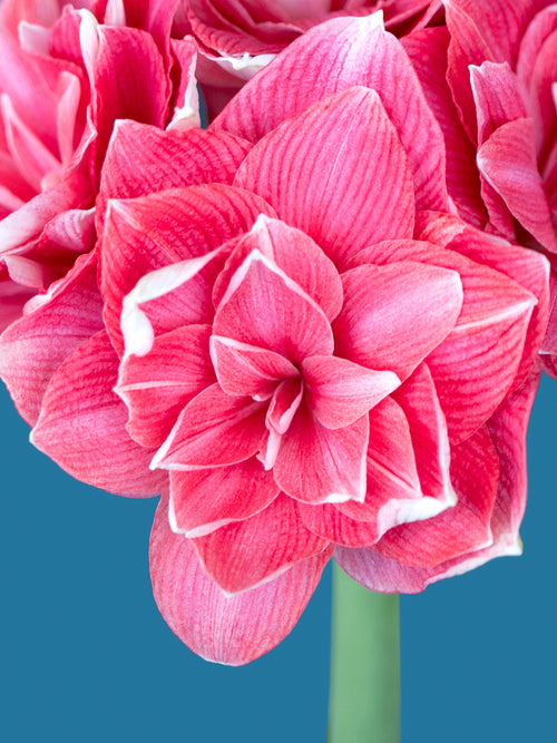 Jumbo Double Amaryllis Double Dream - Pink