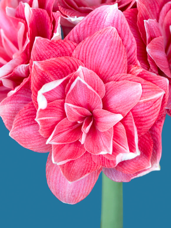 Jumbo Double Amaryllis Double Dream - Pink