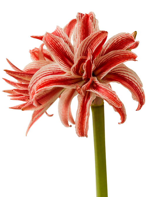 Jumbo Amaryllis Doublet, Red and White Flowers, close up