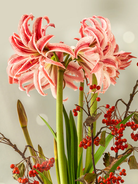 Jumbo Amaryllis Doublet, Red and White Flowers