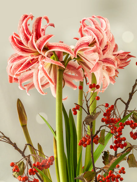 Jumbo_Amaryllis_Doublet-
