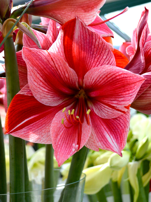 Jumbo Amaryllis Gervase Bulbs